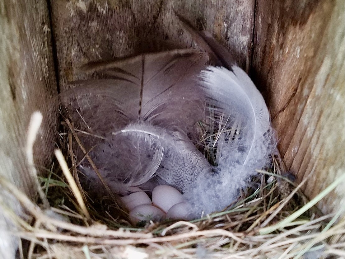 A clutch of four eggs lain by a Tree Swallow. by Kewlgrapes is licensed under CC BY-SA 4.0.